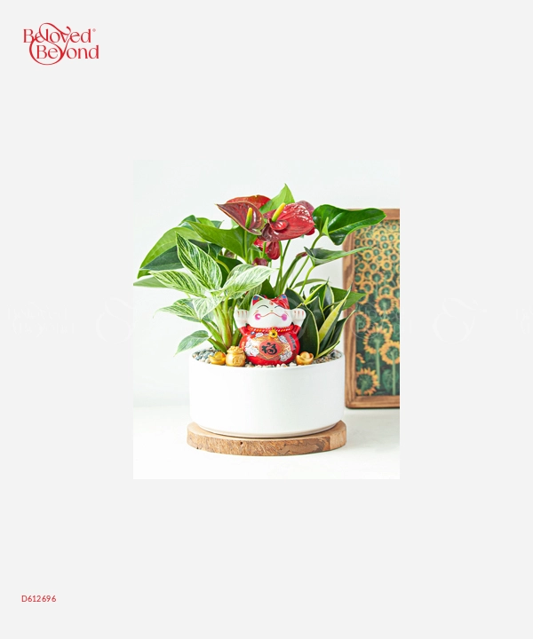 Mixed Succulents - belovedbeyond.com