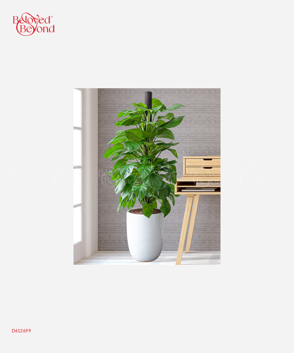 Thịnh Vượng - belovedbeyond.com