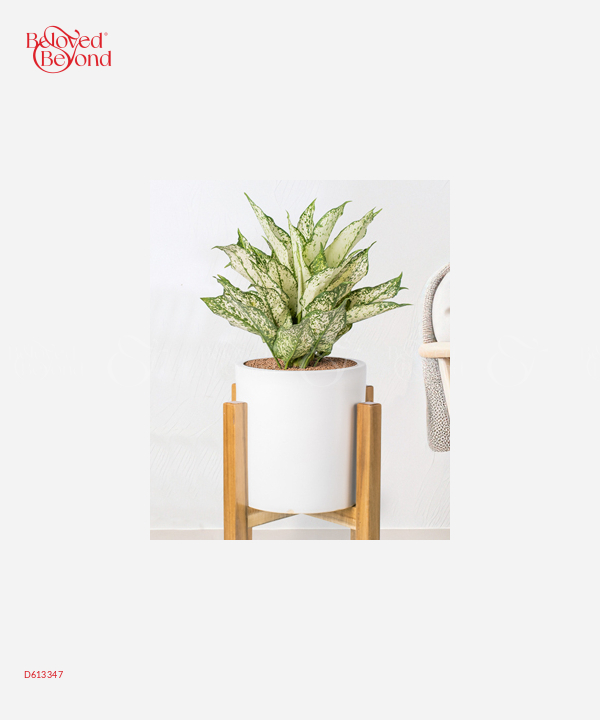 Ngọc Ngân Văn Phòng 22 - belovedbeyond.com