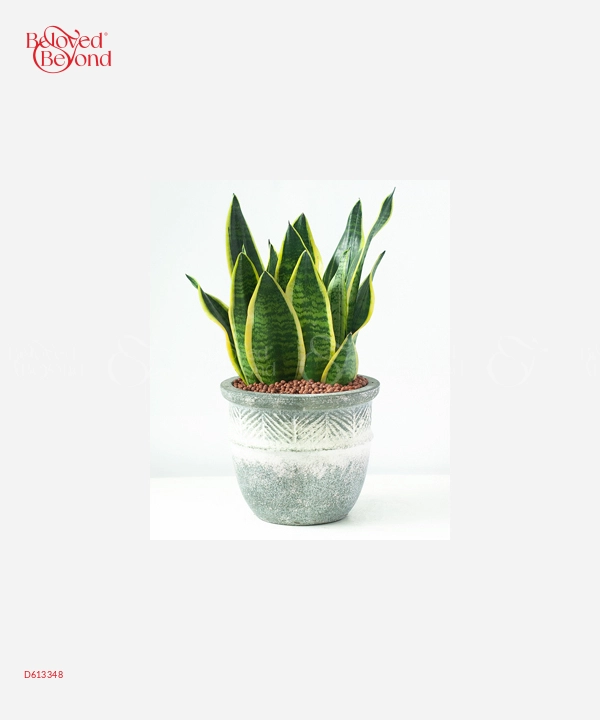 Lưỡi Hổ Mix - belovedbeyond.com