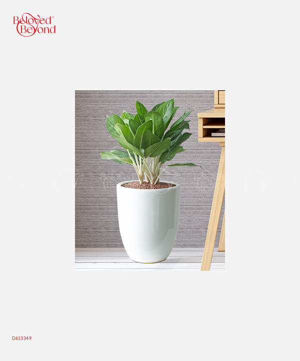 Bạch Mã Hoàng Tử 62 - belovedbeyond.com