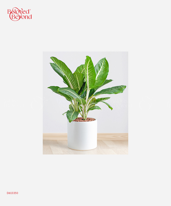 Hồng Môn Văn Phòng 22 - belovedbeyond.com