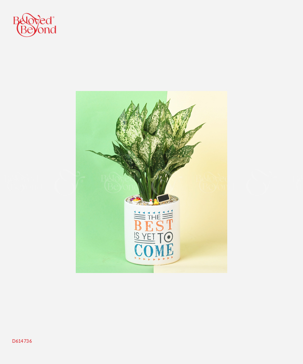 The Best - belovedbeyond.com