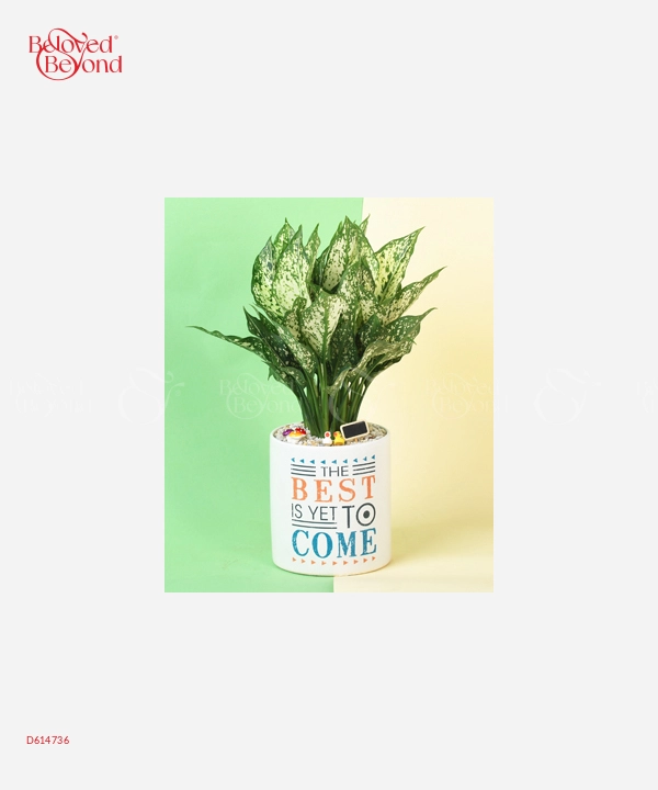 The Best - belovedbeyond.com