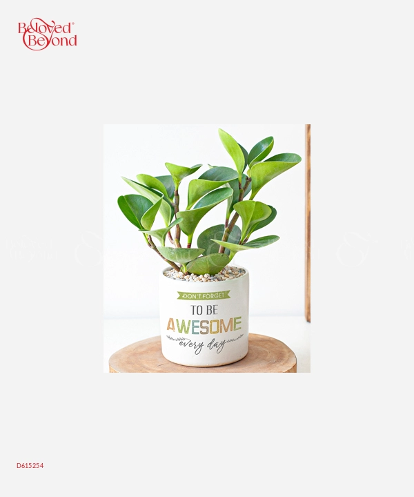 Tùng La Hán - belovedbeyond.com