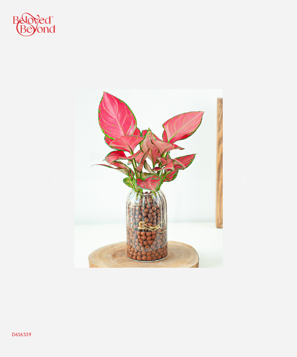 Hồng Môn Thủy Sinh - belovedbeyond.com