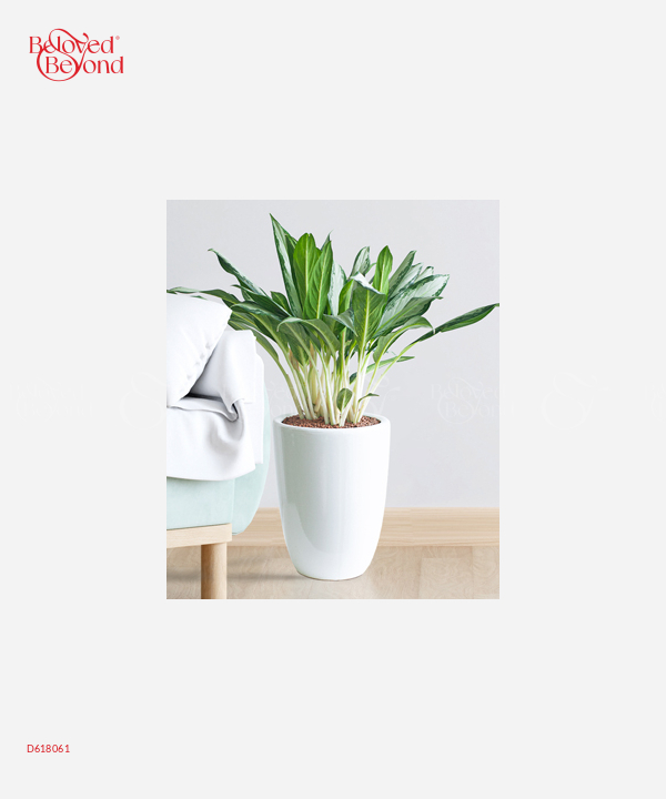 Cây Lan Tuyết - belovedbeyond.com