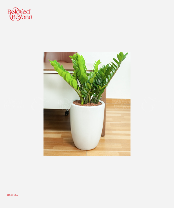 Kim Tiền Văn Phòng - belovedbeyond.com
