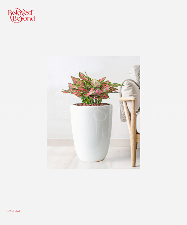 Vạn Lộc Văn Phòng - belovedbeyond.com