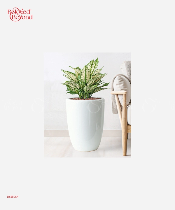 Chậu Văn Phòng Ngọc Ngân - belovedbeyond.com