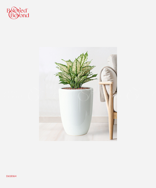 Chậu Văn Phòng Ngọc Ngân - belovedbeyond.com