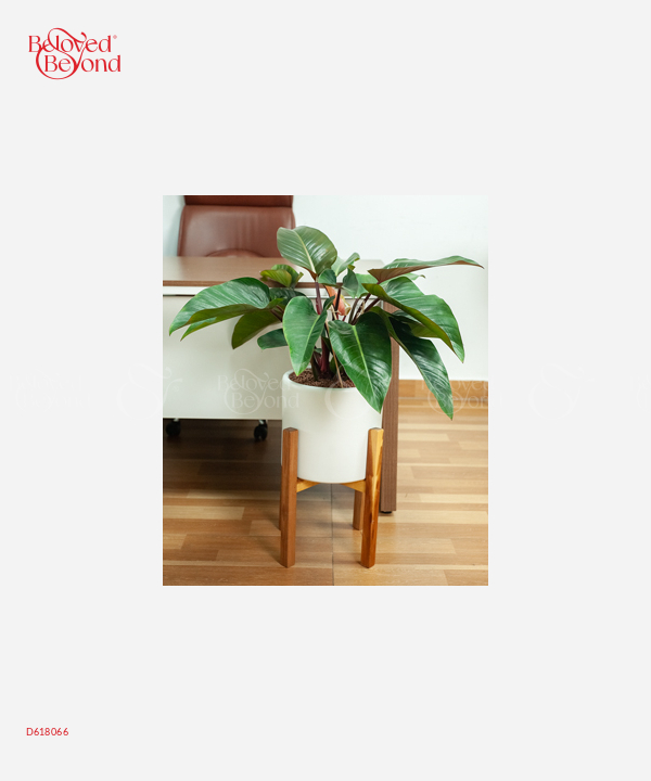Trầu Bà Đế Vương Đỏ 28 - belovedbeyond.com