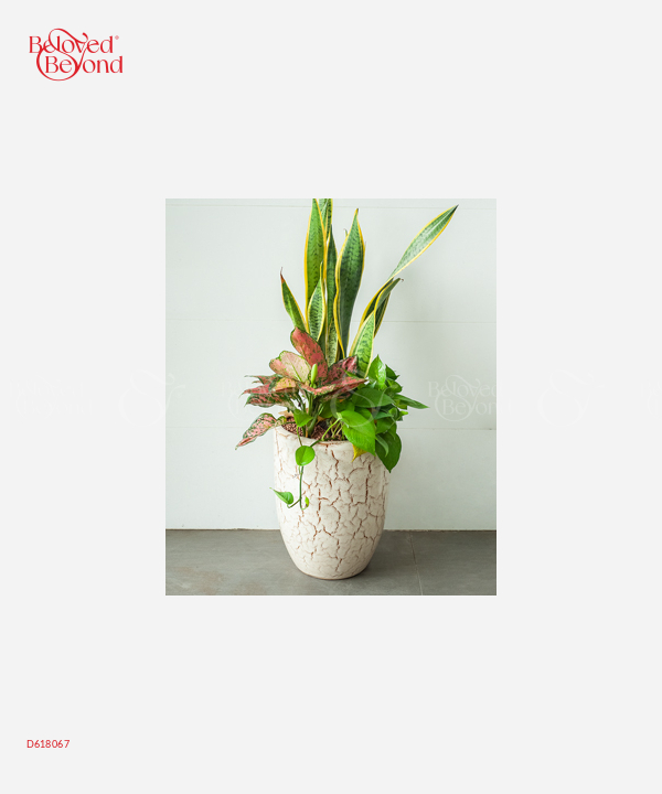 Chậu Cây Văn Phòng Mix 3 - belovedbeyond.com