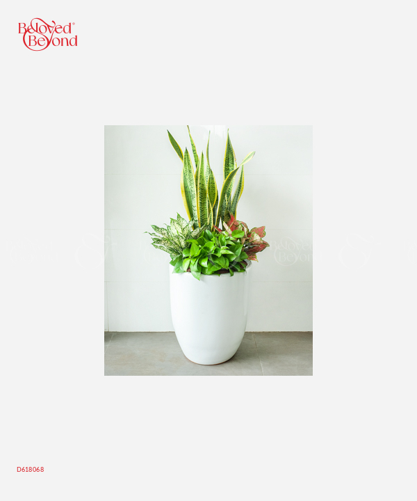 Chậu Cây Văn Phòng Mix 4 - belovedbeyond.com
