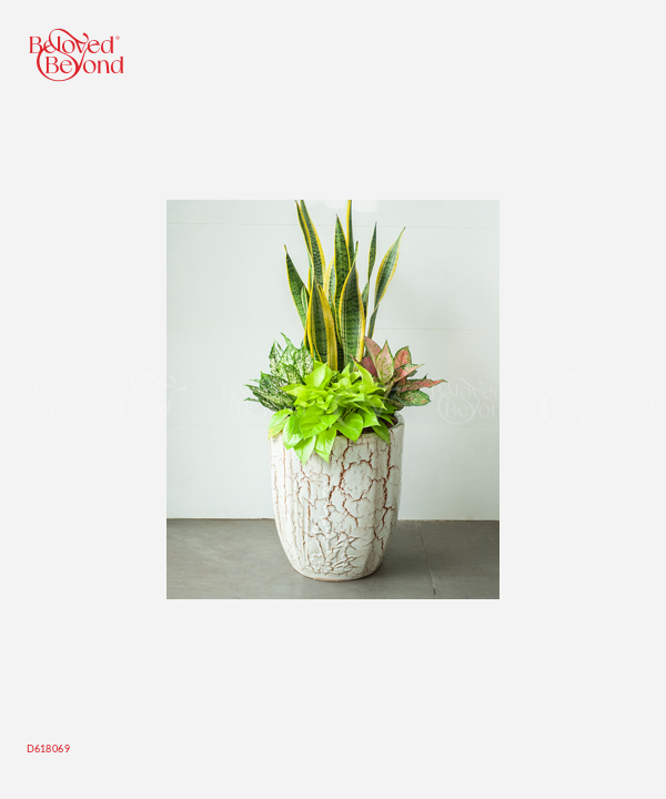Chậu Cây Văn Phòng Mix 2 - belovedbeyond.com