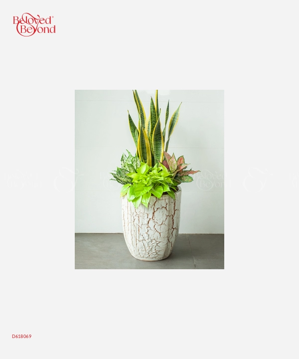 Chậu Cây Văn Phòng Mix 2 - belovedbeyond.com