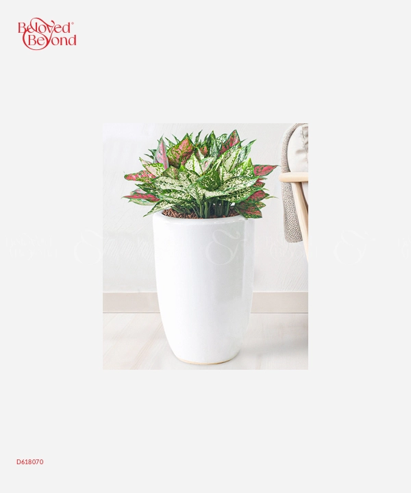 Vạn Lộc Mix Ngọc Ngân 1 - belovedbeyond.com