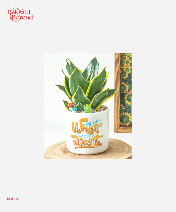 Hồng Môn Trắng Xanh - belovedbeyond.com