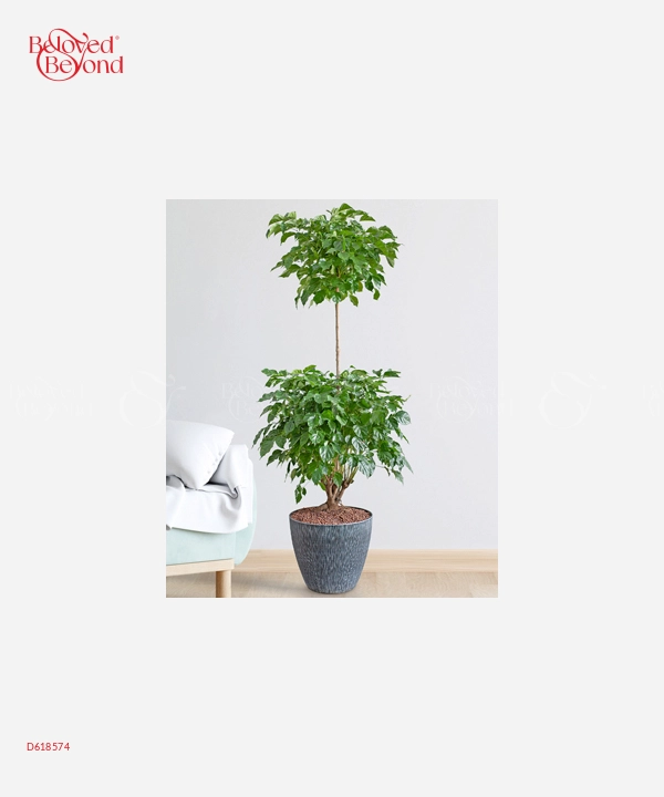 Trầu Bà Lá Xẻ - belovedbeyond.com