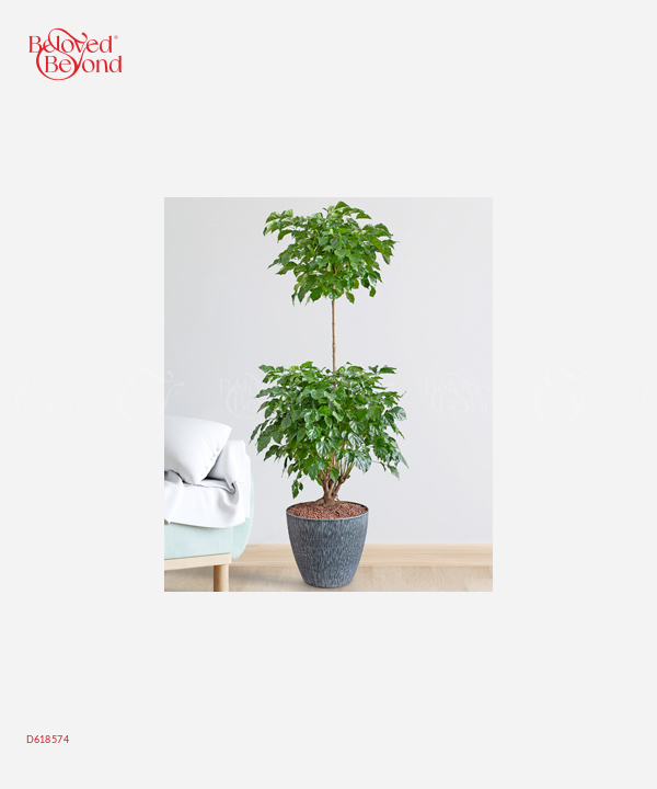 Trầu Bà Lá Xẻ - belovedbeyond.com