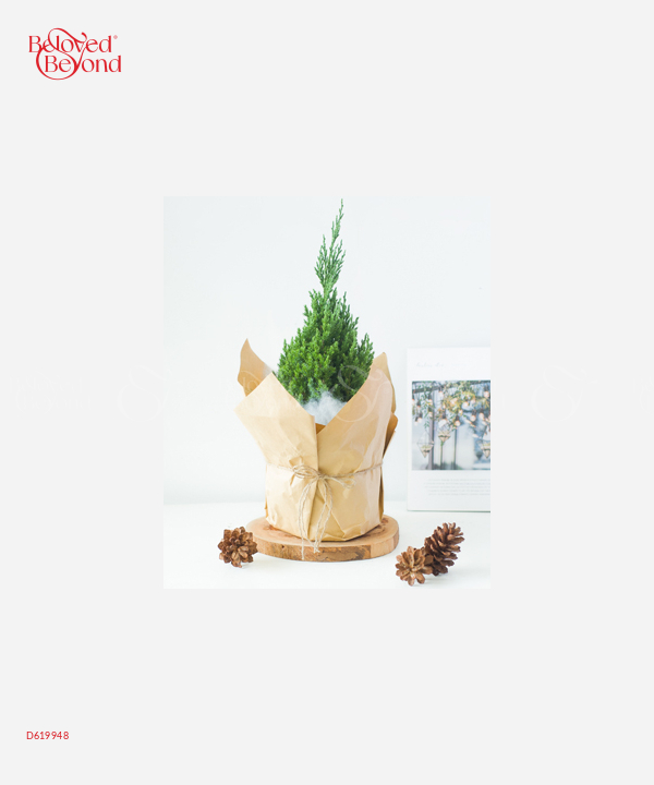 Sơn Tùng Noel 40Cm Mẫu 7 - belovedbeyond.com