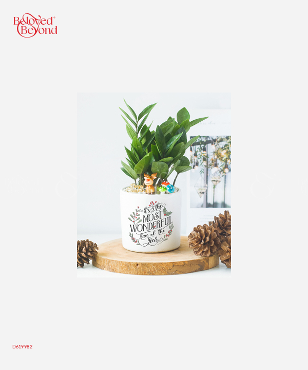 Kim Tiền Giáng Sinh - belovedbeyond.com