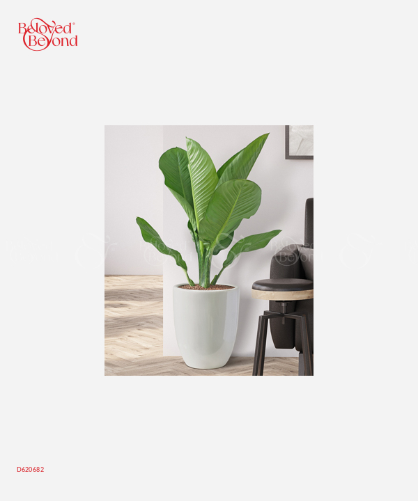 Đại Phú Gia 2 - belovedbeyond.com