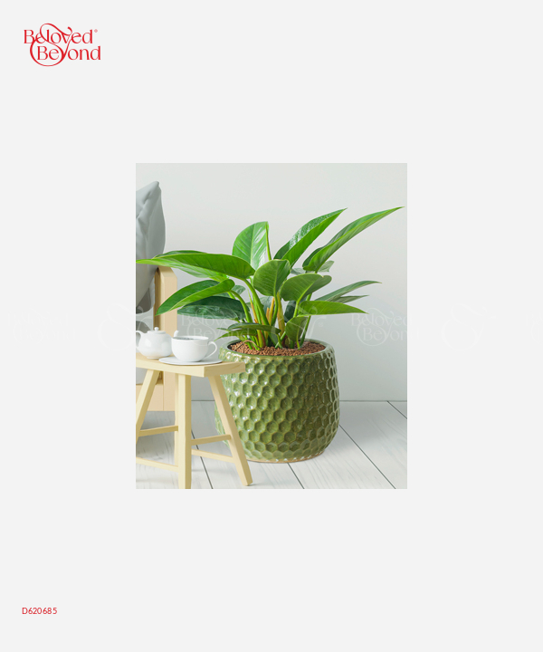 Đế Vương Xanh Msto - belovedbeyond.com