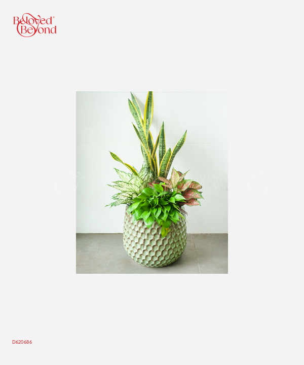 Chậu Cây Văn Phòng Mix 1 - belovedbeyond.com