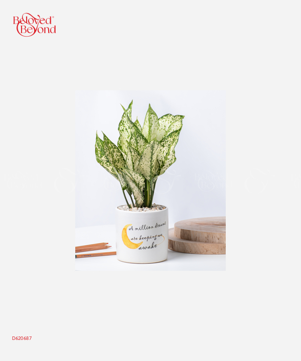 Million Dreams 2 - belovedbeyond.com