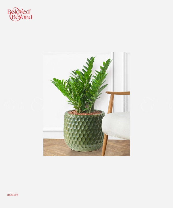 Kim Tiền Msto - belovedbeyond.com