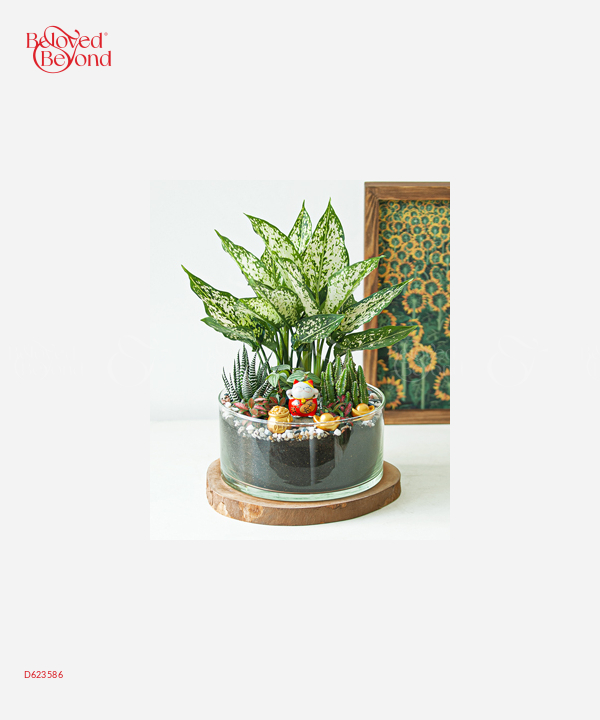 Mèo Phát Tài 4 - belovedbeyond.com