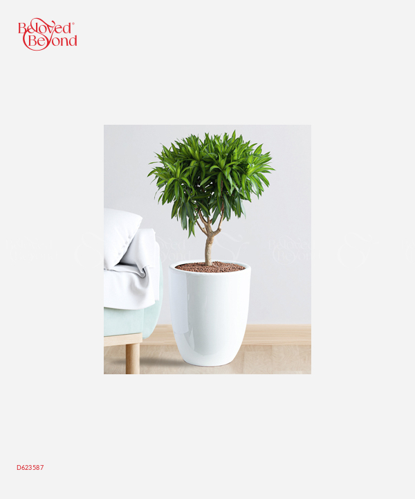 Trúc Bách Hợp Văn Phòng - belovedbeyond.com