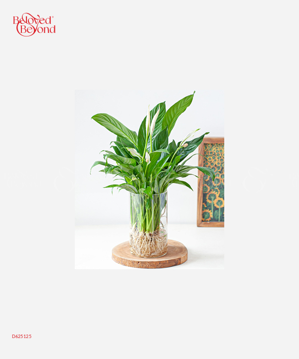 Lan Ý Thủy Sinh - belovedbeyond.com