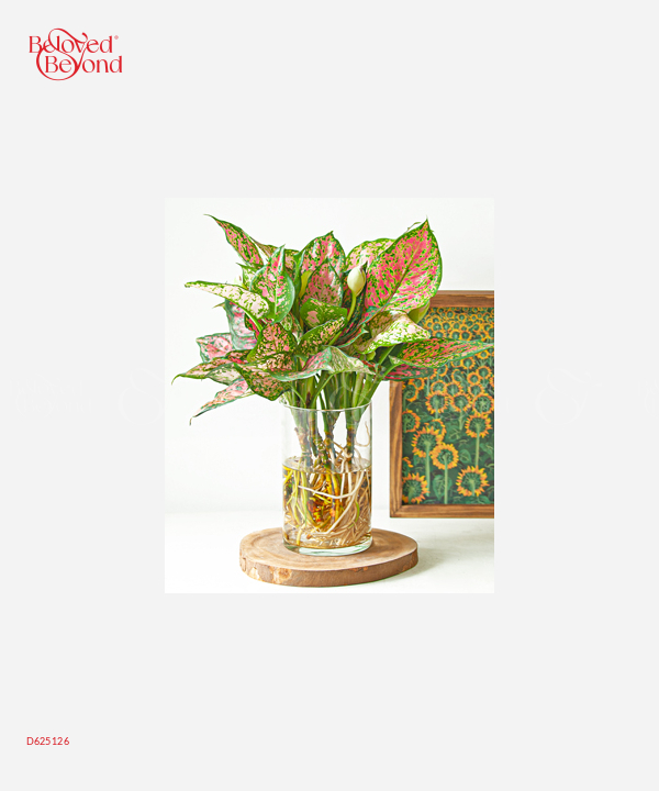 Vạn Lộc Thủy Sinh - belovedbeyond.com