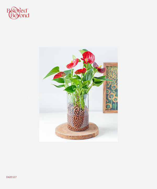 Hồng Môn Thủy Sinh - belovedbeyond.com