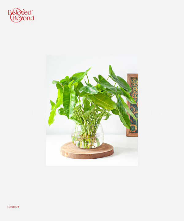 Trầu Bà Tỷ Phú Thủy Sinh - belovedbeyond.com
