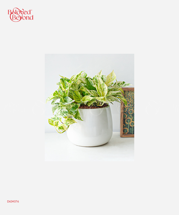 Trầu Bà Cẩm Thạch Vp - belovedbeyond.com