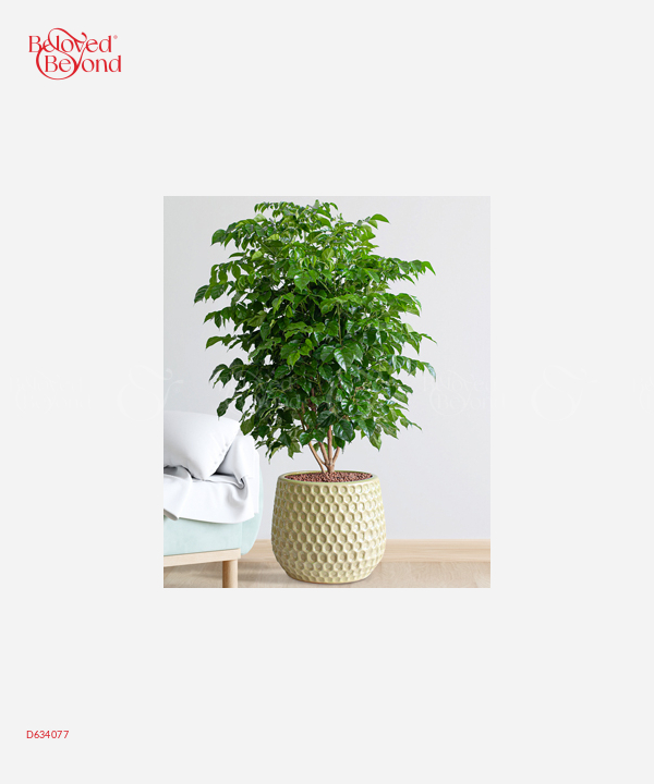 Cây Hạnh Phúc Nội Thất - belovedbeyond.com