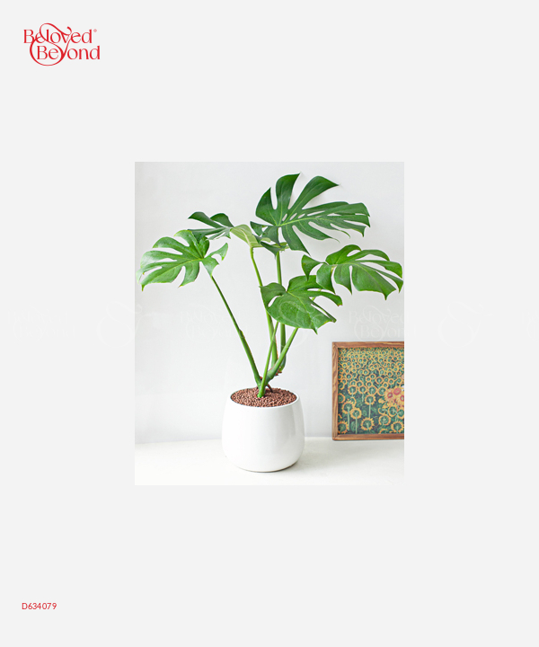 Monstera - belovedbeyond.com
