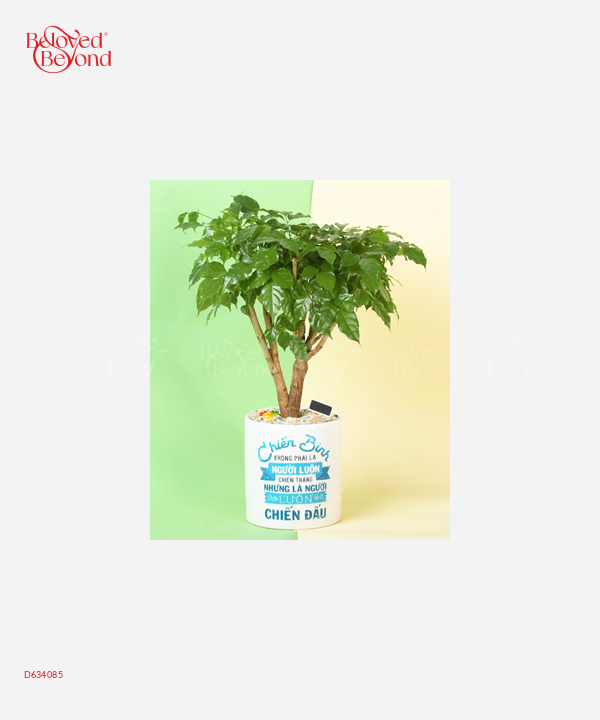 Chiến Binh - belovedbeyond.com