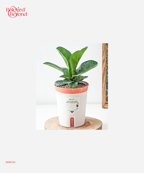Chậu Tự Tưới Bàng Sing (M) - belovedbeyond.com
