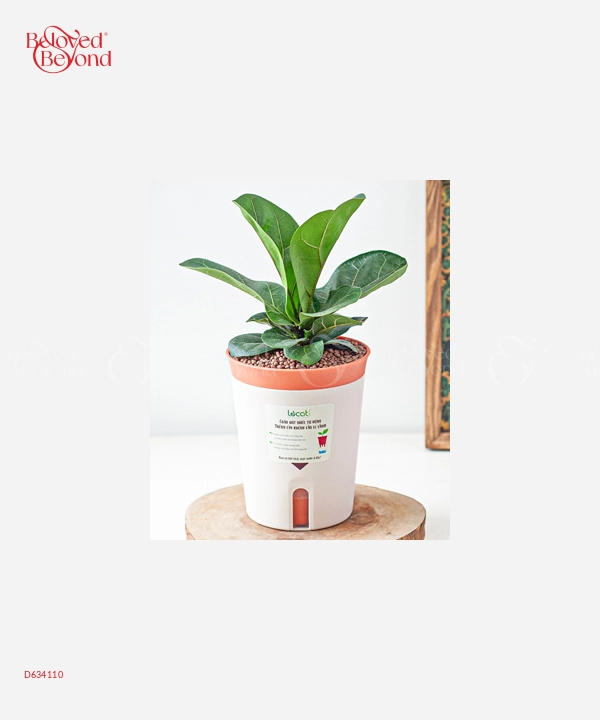 Chậu Tự Tưới Bàng Sing (M) - belovedbeyond.com
