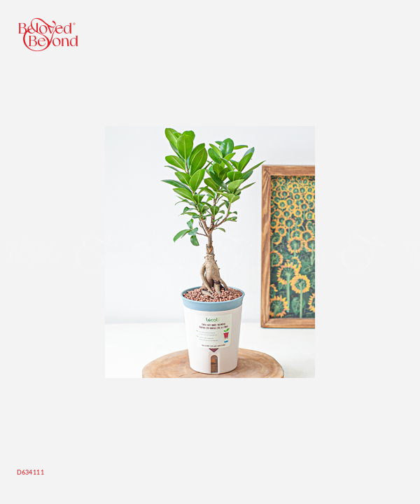 Chậu Tự Tưới Si Mini (S) - belovedbeyond.com
