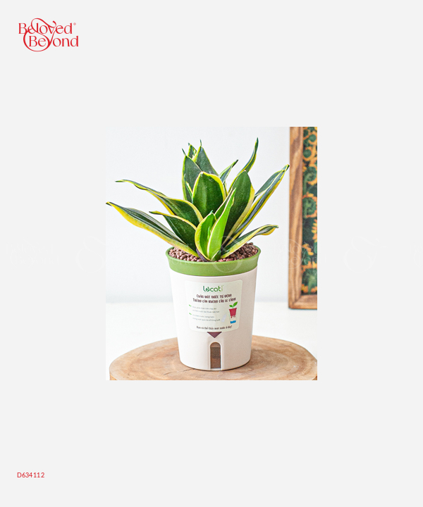 Chậu Tự Tưới Lưỡi Hổ (S) - belovedbeyond.com