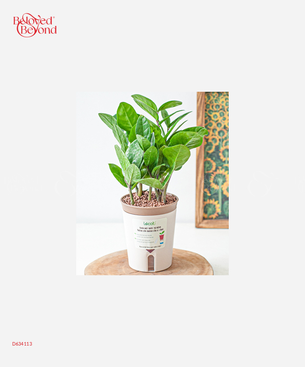 Chậu Tự Tưới Kim Tiền (S) - belovedbeyond.com