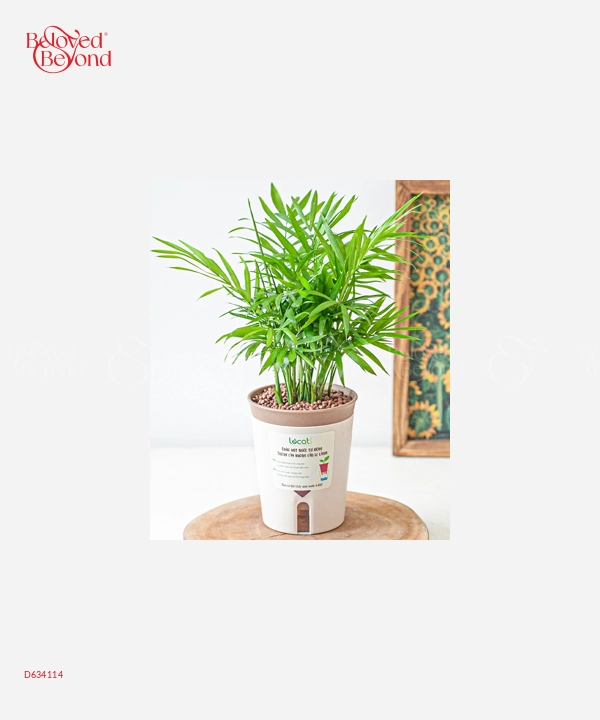 Cau Tiểu Trâm (S) - belovedbeyond.com