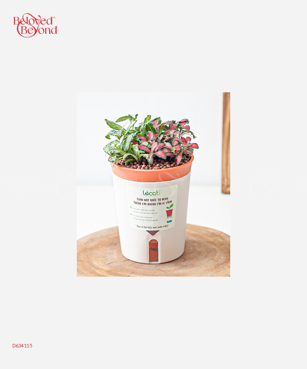 Chậu Tự Tưới Fittonia (S) - belovedbeyond.com