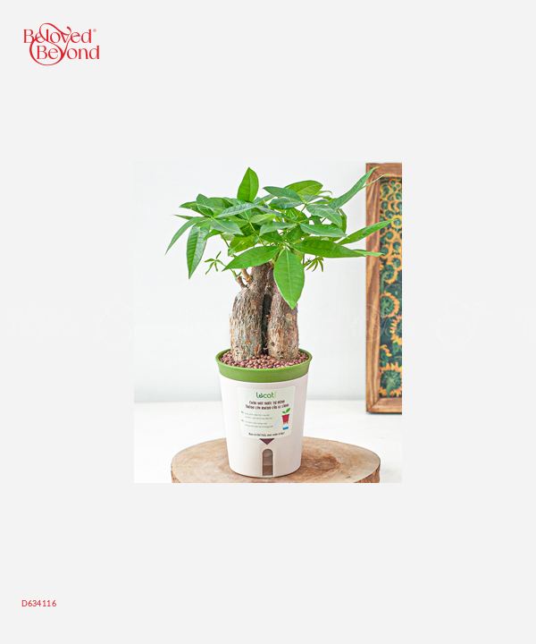 Chậu Tự Tưới Kim Ngân (S) - belovedbeyond.com