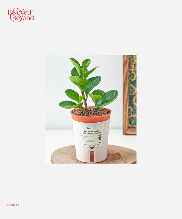 Chậu Tự Tưới Trường Sinh (S) - belovedbeyond.com